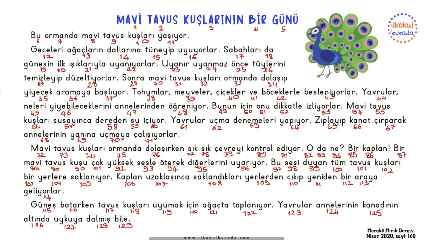 Süreli Okuma Metni- Bir Dakikalık Okuma Yapalım-1