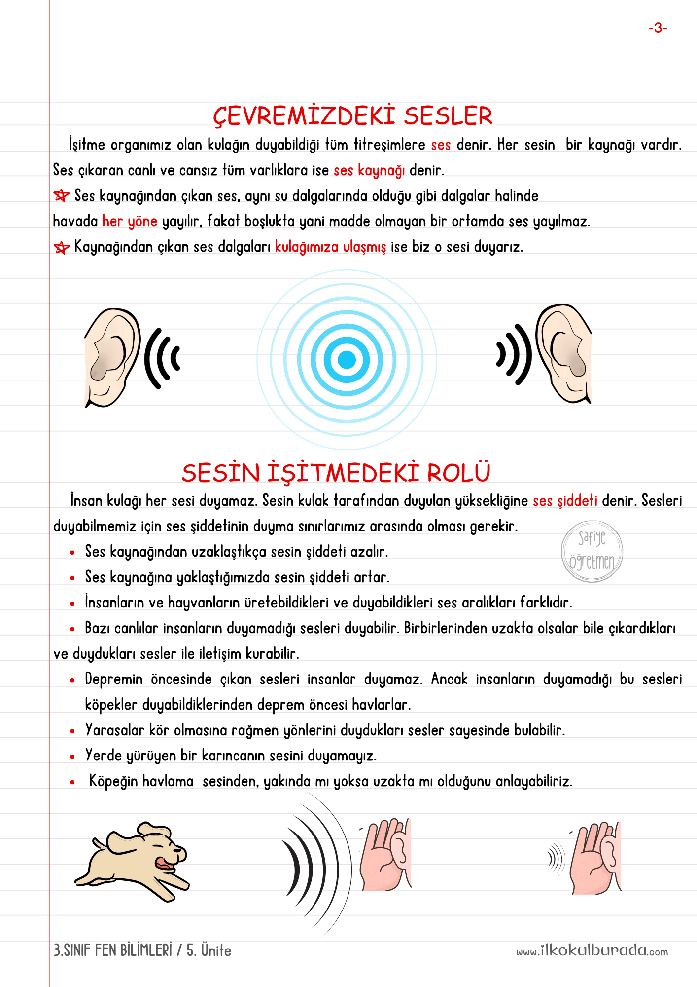 3.Sınıf Fen Bilimleri - Ses Kaynakları ve Sesin İşitmedeki Rolü Defter Notu